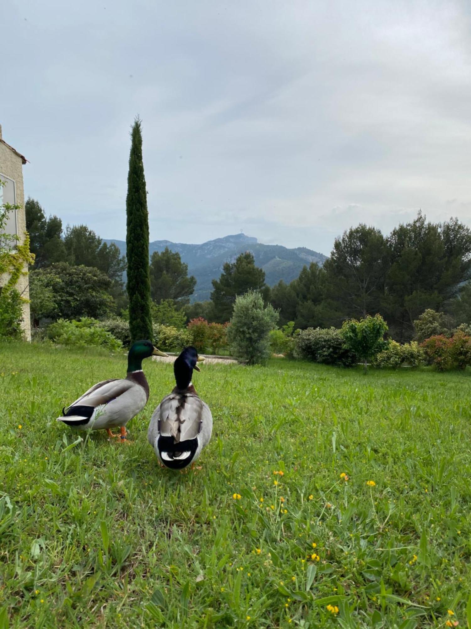 La Maison Perchee Auriol Luaran gambar